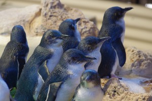 A group of fairy penguins in Australia