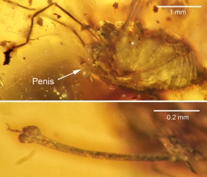 The spider in all its glory, fossilized in amber